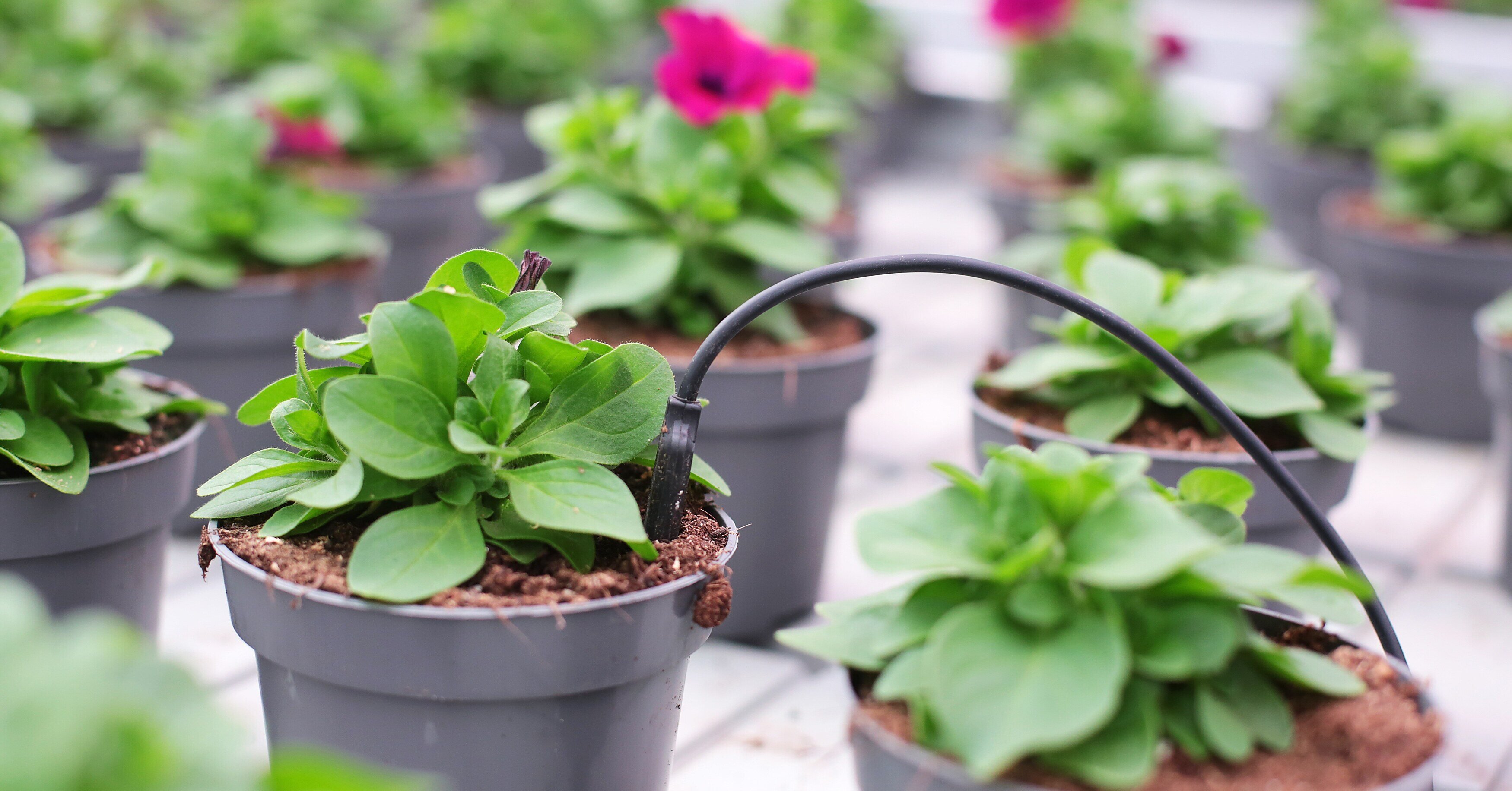 Biosensoren vernieuwen de aanpak van plantgezondheid