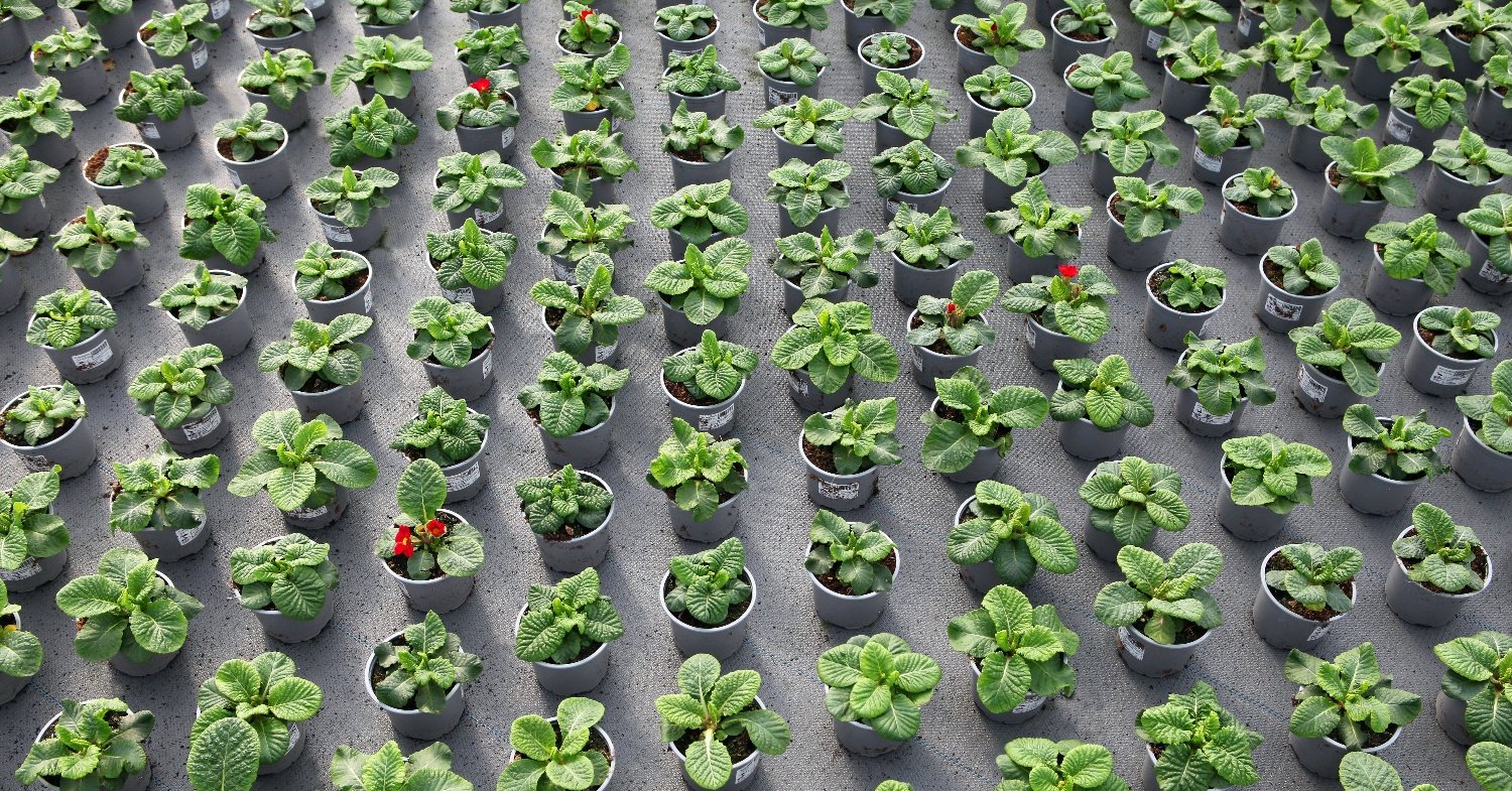 Uma planta resistente graças a um microclima estável