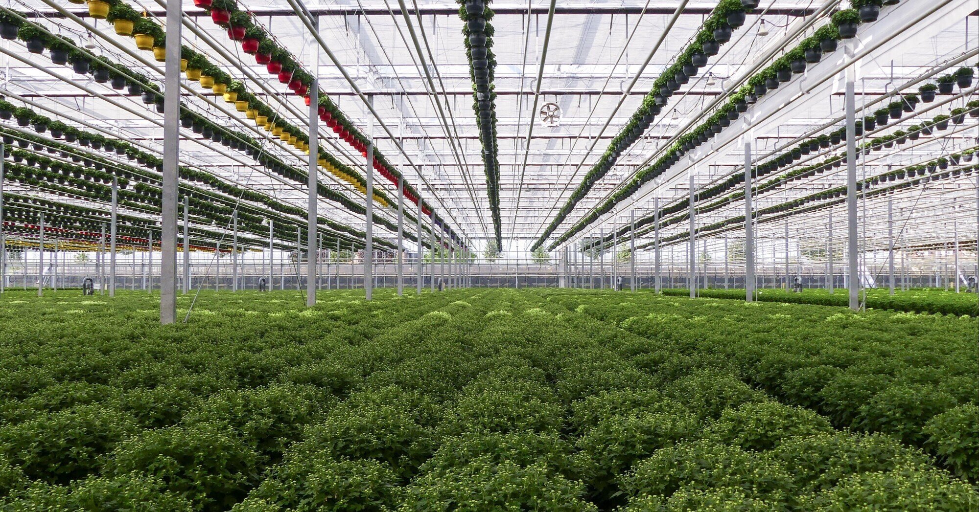 Samenwerken is de sleutel voor de toekomst van de tuinbouw