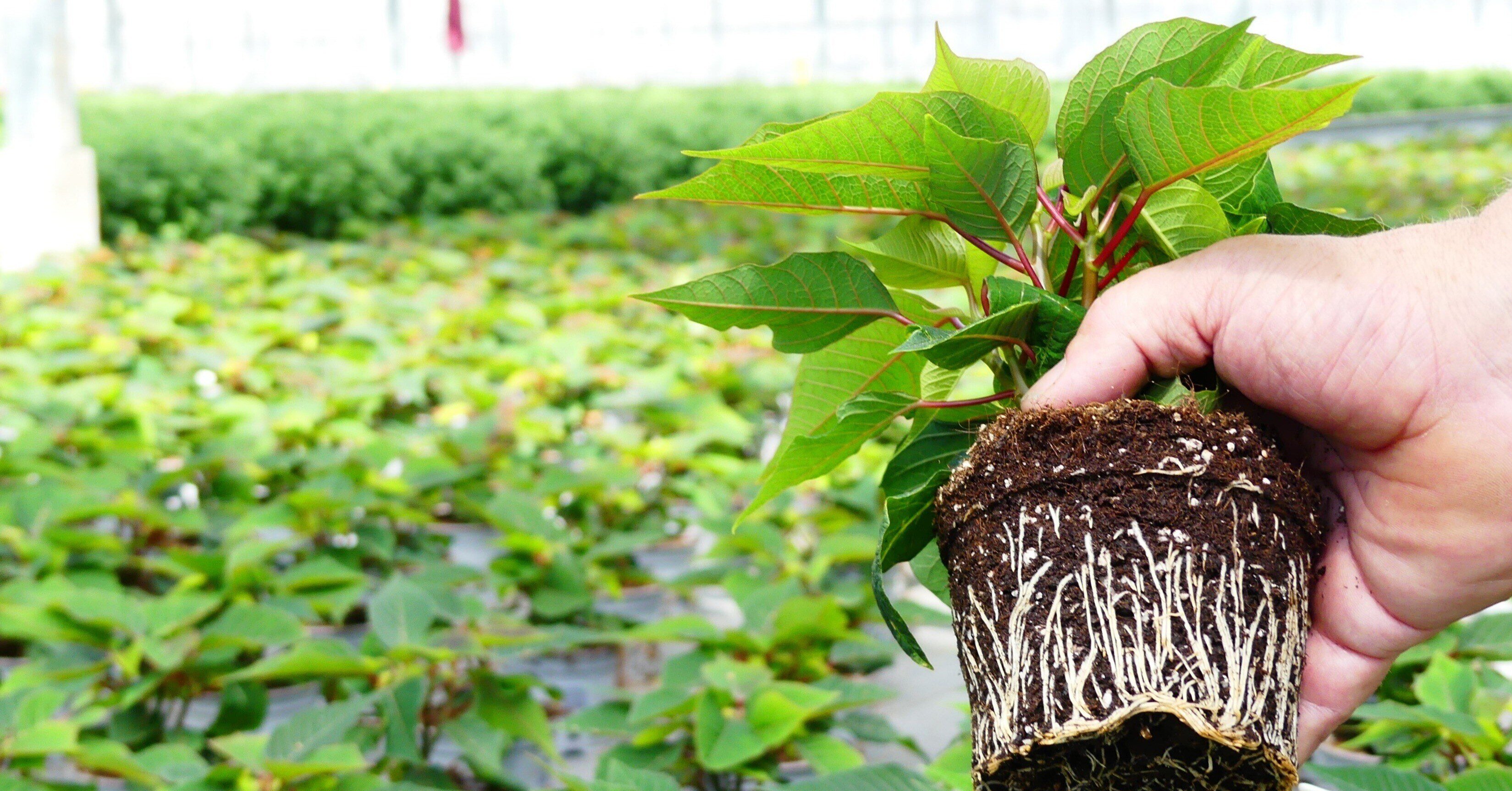 7 factoren die de weerbaarheid van planten beïnvloeden